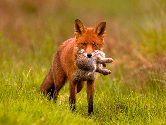 Охота на лисицу и корсака