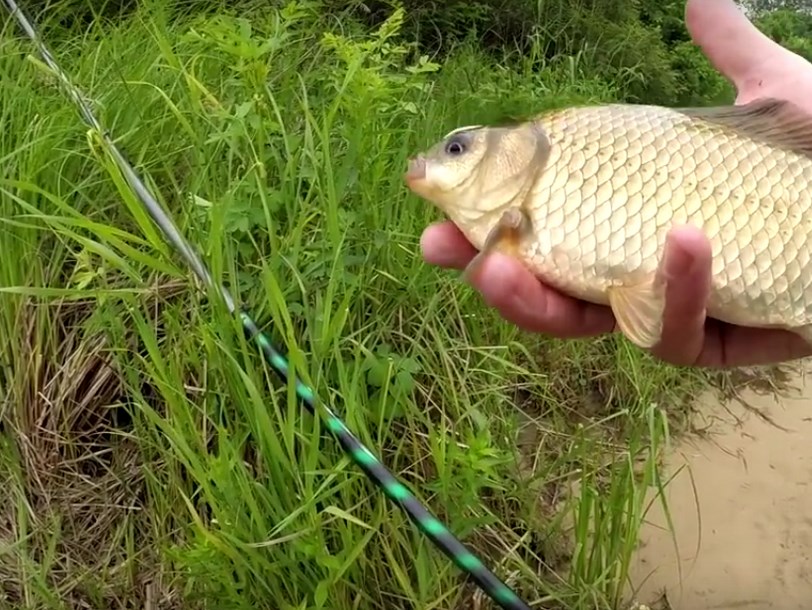 рыбалка с поплавочной удочкой летом видео