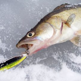 Особенности приготовления прикормки для рыбалки в зимнее время